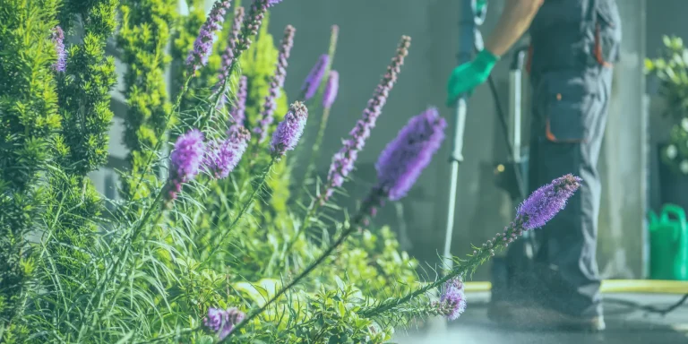 Spring Cleaning Services Narangba